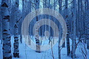 A forest filled with numerous towering trees covered in a thick layer of snow, A bare, snowy birch forest in twilight, AI