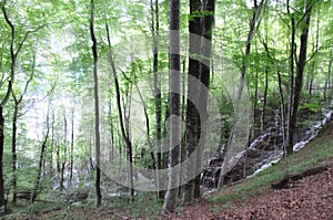 Forest with fine drizzling rain