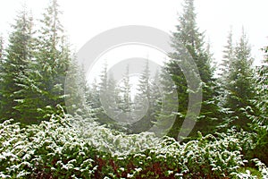 Forest with fir-trees after first snow in year. Gloomy fir wood