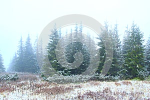 Forest with fir-trees after first snow in year. Gloomy fir wood