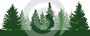 Forest fir trees silhouette. Coniferous green spruce. Vector on white background.