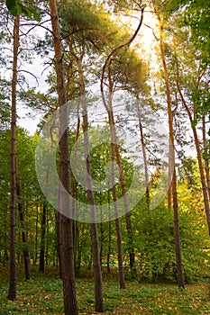 Forest with fir trees with sun light, Ukraine, Sofievka park