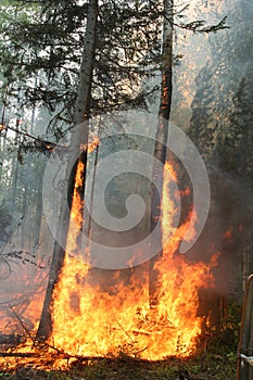 Forest fire