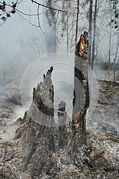 Forest fire