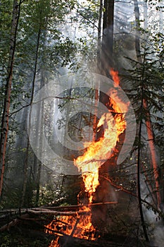 Forest fire