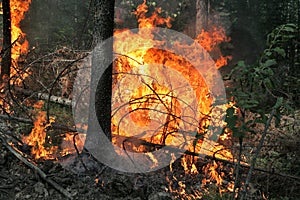 Forest fire