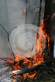 Forest fire