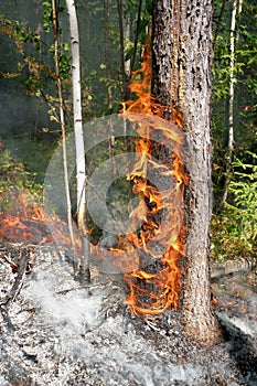 Forest fire