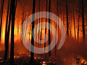 Forest fire