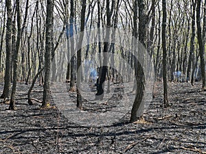 Forest after Fire.