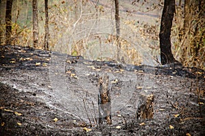 Forest after fire