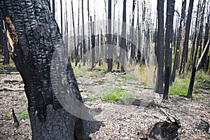 Forest Fire (AD)