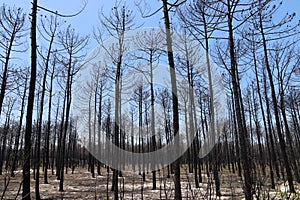 Forest fire aftermath
