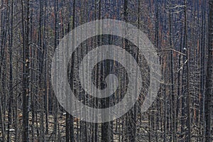 Blackened Trees After a Forest Fire photo
