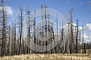 Forest Fire (AG) photo