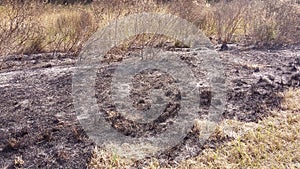 Forest fire ashes burnt pasture