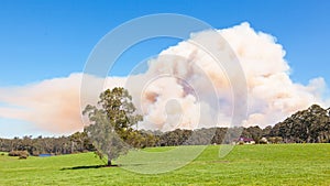 Forest Fire in Australia