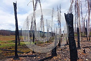 Forest Fire Burn Area - Stanley, Idaho