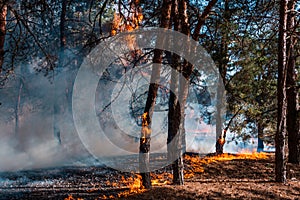 Forest fire. Burned trees after forest fires and lots of smoke.
