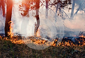 Forest fire. Burned trees after forest fires and lots of smoke