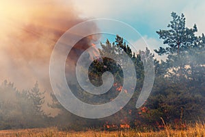 Forest fire. Burned trees after forest fires and lots of smoke.