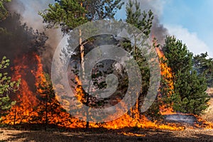 Forest fire. Burned trees after forest fires and lots of smoke.