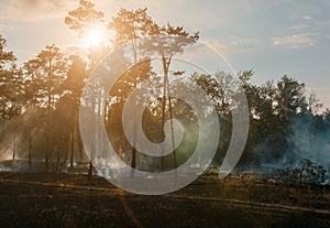 Forest fire. Burned trees after forest fires and lots of smoke.