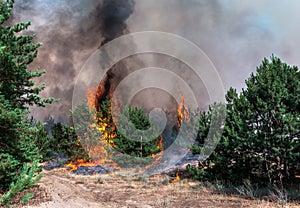 Forest fire. Burned trees after forest fires and lots of smoke.