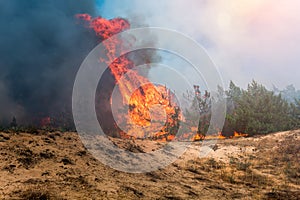 Forest fire. Burned trees after forest fires and lots of smoke