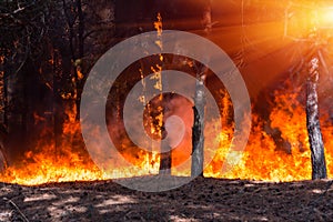 Forest fire. Burned trees after forest fires and lots of smoke