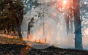 Forest fire. Burned trees after forest fires and lots of smoke