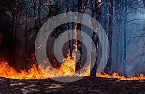 Forest fire. Burned trees after forest fires and lots of smoke