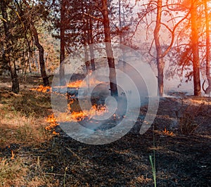 Forest fire. Burned trees after forest fires and lots of smoke