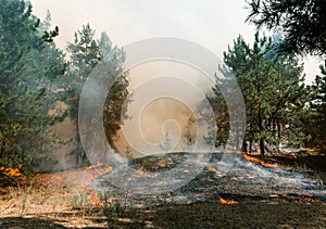 Forest fire. Burned trees after forest fires and lots of smoke