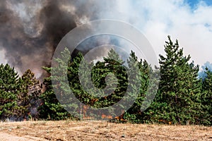 Forest fire. Burned trees after forest fires and lots of smoke