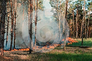 Forest fire. Burned trees after forest fires and lots of smoke