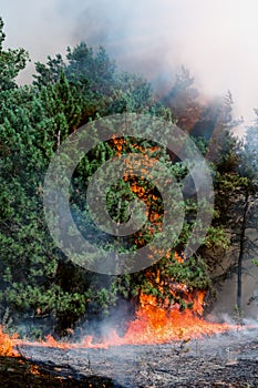 Coniferous forest in fire