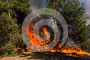 Forest fire. Burned trees after wildfire, pollution and a lot of smoke