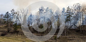 forest fire, burning forest