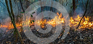 Forest fire is burning primarily as a surface fire.