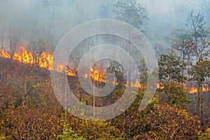 Forest fire is burning primarily as a surface fire, spreading along the ground