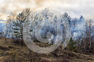 forest fire, burning forest