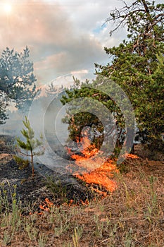 Forest fire burning, Wildfire close up at day time.