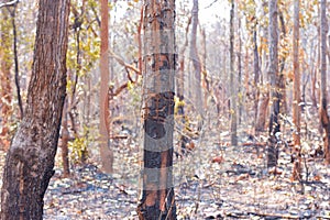 Forest fire burns tropical forests