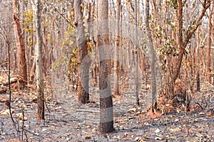 Forest fire burns tropical forests