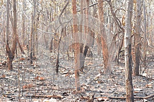 Forest fire burns tropical forests