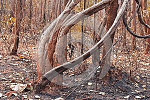 Forest fire burns tropical forests