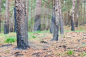 Forest after fire burnt trees closeup