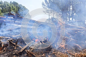 A forest fire caused a fallen tree to burn on the ground produced ecological disaster