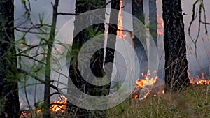 Forest Fire Cinemagraph Living Photo